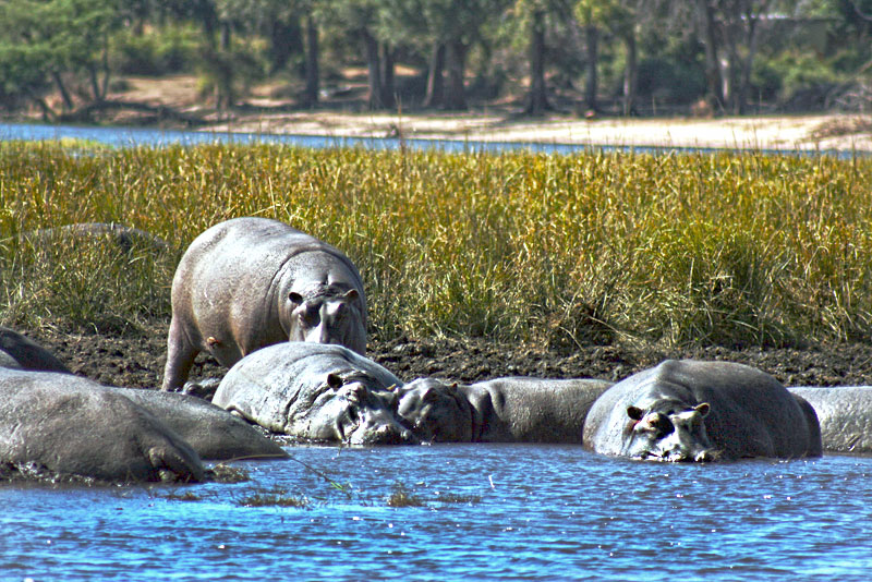 Pod of Hippos Lounge In the Mud at Chobe Game Park in Botswana, Africa