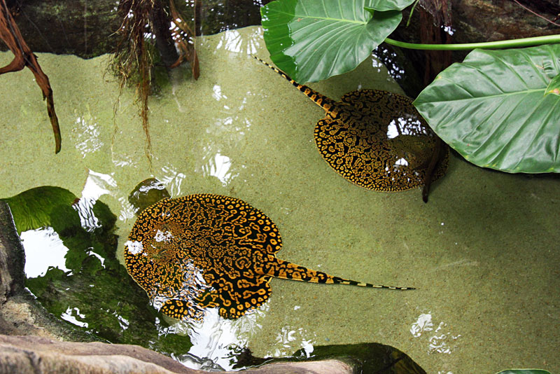 Leopard Stingrays Glide Around Shallow Tanks at the Tennessee Aquarium in Chattanooga