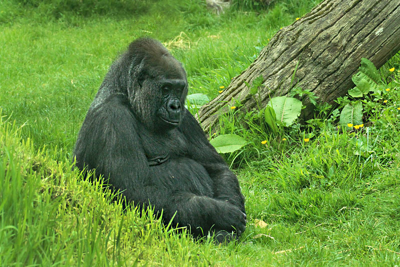 Gorilla at Durrell Wildlife Conservation Park on the Isle of Jersey