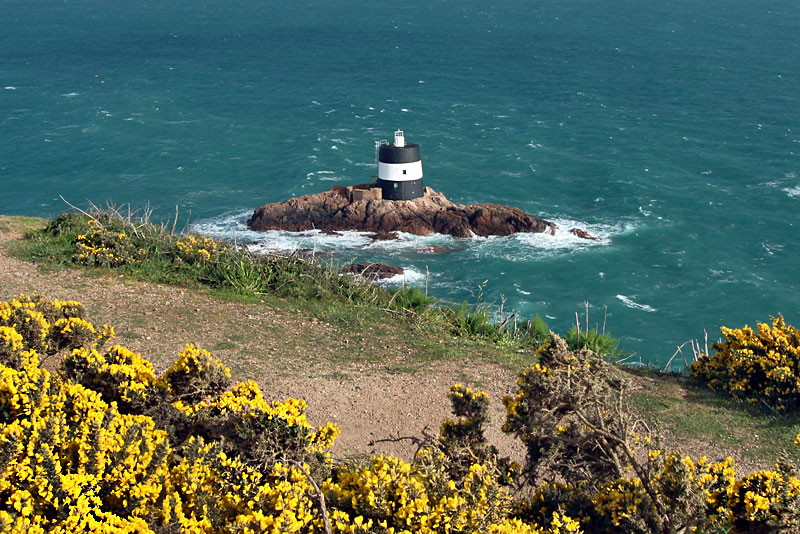 Flowering Gorse Frames Noirmont Tower on the Island of Jersey in the British Channel Islands