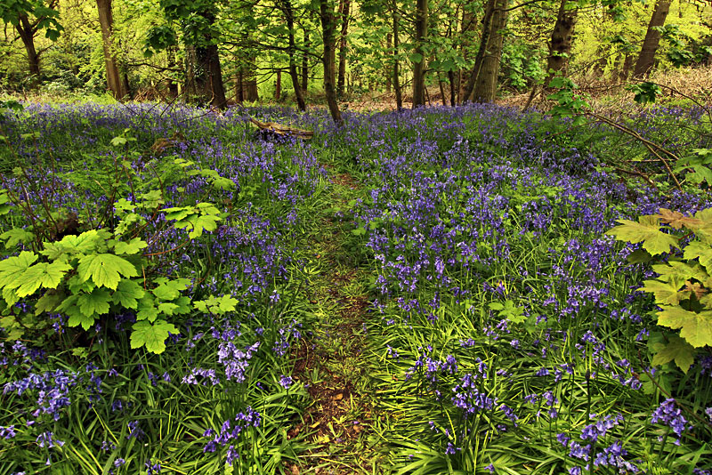 Bluebells Bloom for a Very Short Period Every Spring in Priors Woods Nature Preserve in Bristol, England