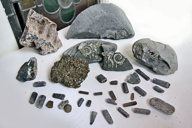 My haul of fossils from Lyme Regis and Charmouth, England. Top two rings are Ammonites, with the gold blistered-looking specimen being the iron pyrite Ammonite. Small, elongated fossils in foreground are all Belemnites, with the exception of the one in the lower right, which is a piece of fossilized wood. 