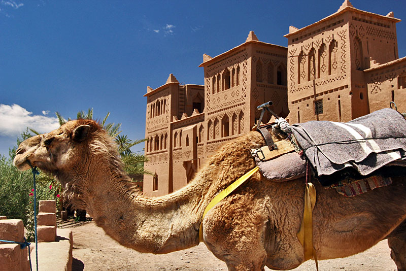 Ship of the Desert (Camel) Waits for a Rider in Front of Kasbah Ait Ben Moro in Morocco