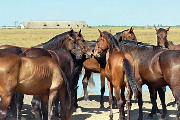 Famous Hungarian Nonius Horse herds roam freely in Hortobagy