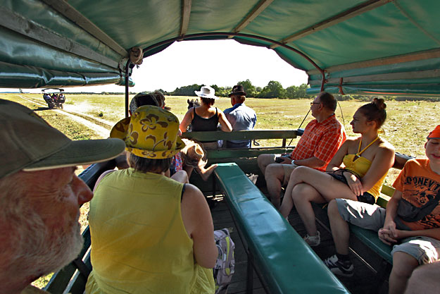 Tour of Mata Stud Farm in a traditional wooden carriage at Hortobagy National Park