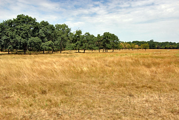 Infinite grasslands of Hortobagy National Park in eastern Hungary