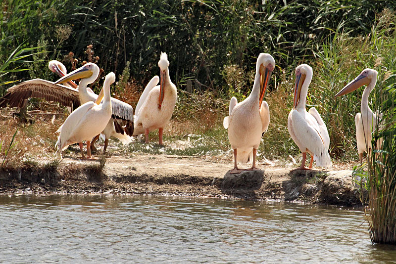 Endangered White Pelicans at the Wildlife Park Safari in Hortobagy National Park, Hungary