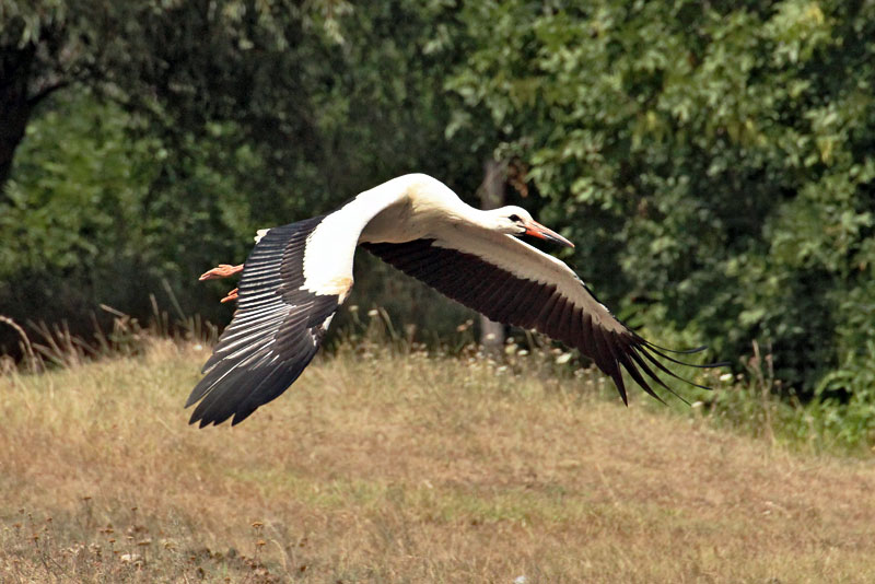 Considered by Hungarians to Be a Sign of Good Fortune, This White Stork Takes Flight at Hortobagy National Park in Eastern Hungary