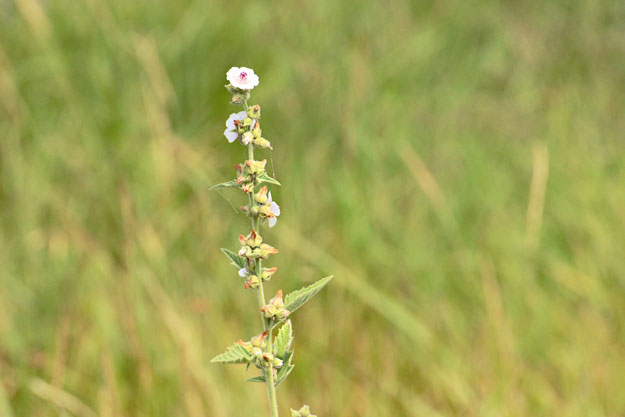 Delicate Hungarian Wildflower in the Marshes at Hortobagy National Park
