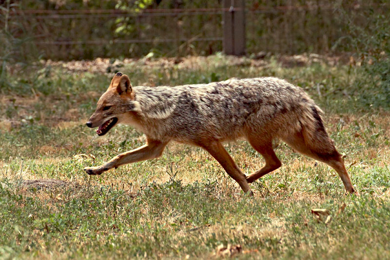 Once Abundant on the Great Hungarian Plain, Wolves at Hortobagy National Park in Eastern Hungary are Now Bred to Maintain the Species