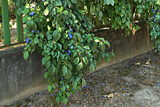 Trees heavily laden with Nem tu dom (I don't know) plums are found throughout Szatmar County, Hungary