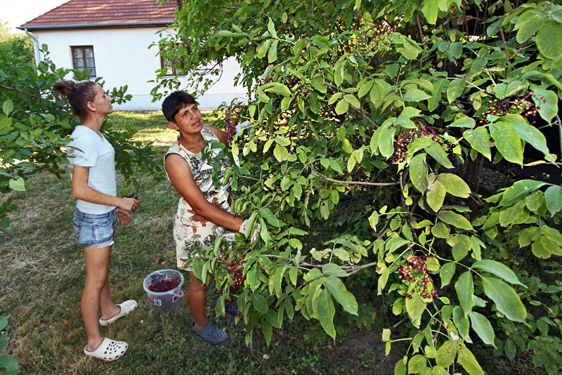 Locals in Szatmar County, Hungary, Picking Elderberry Fruit, Which is Used to Make a Delicious, Refreshing Drink 