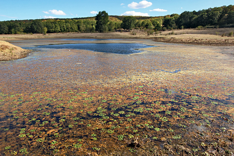 Rainbow Algae Blooms in a Small Lake Near the Town of Yasna Polyana in Bulgaria