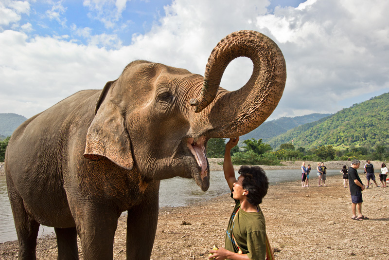 Mahout and Elephant After Bathing in the River at Elephant Nature Park in Northern Thailand