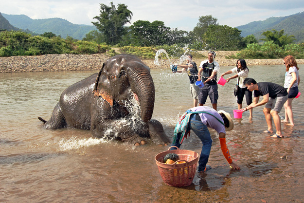 Bathing the elephants in the river