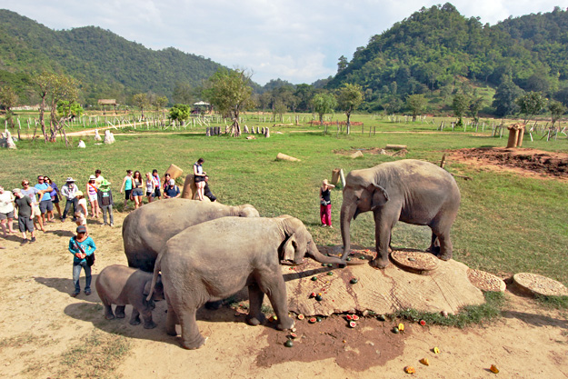 Guests are allowed to descend from the viewing platform once the elephants are feeding