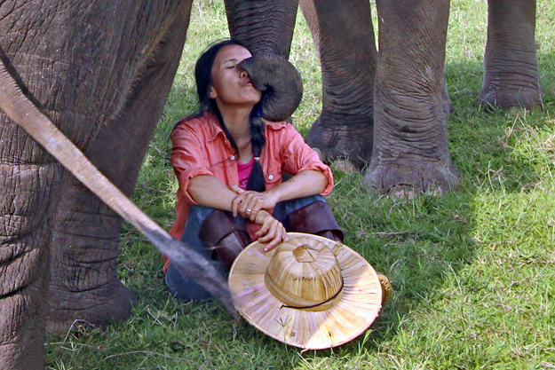One of the rescue elephants plants a kiss on the face of Founder "Lek" Chailert
