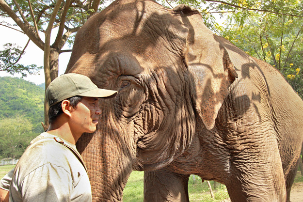 Mahout rests his head against his elephant, demonstrating the extremely close relationship between the two