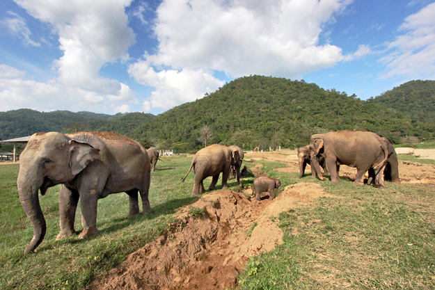 Elephants use their trunks to cover themselves with dirt from these trenches, which helps to keep them cool