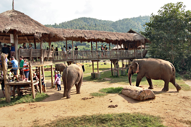 Elephants enjoy a feast of fruit as guests look on from a viewing platform