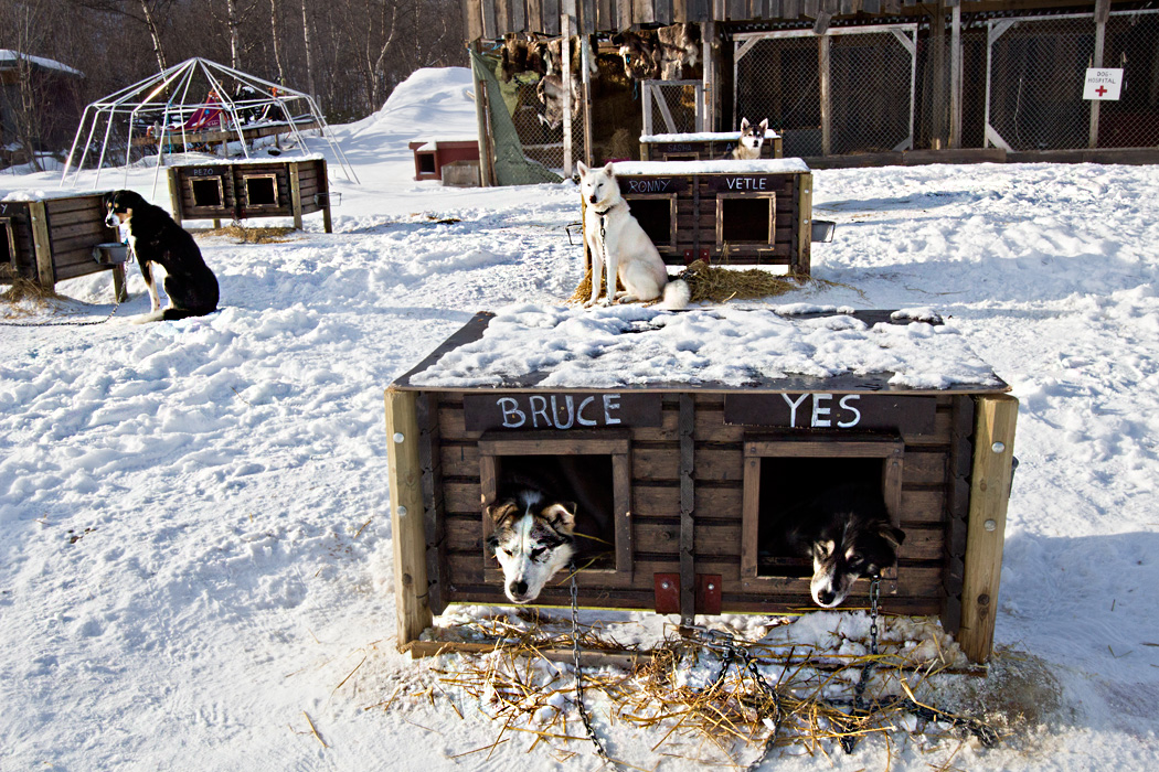 Huskies in Kirkenes Norway wait in kennels for their turn to pull a dogsled through the ice and snow