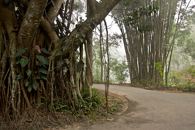 Giant bamboo and fig trees thrive in the fog and mists that often blanket the summit of Doi Suthep Mountain