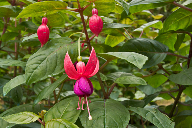 Every tree and bush seems to sprout unique looking blossoms