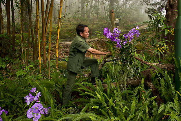 Gardeners affix orchids to random branches all around the palace site