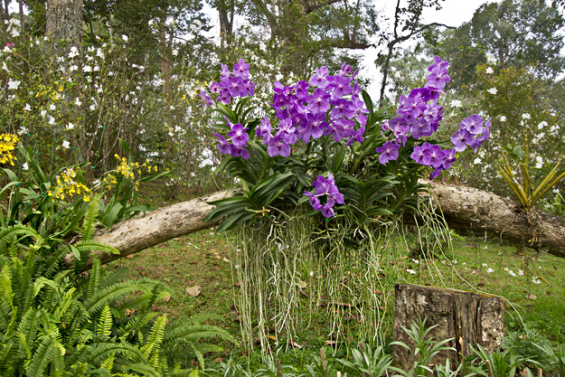 Gorgeous orchids were more beautiful than the roses, in my opinion