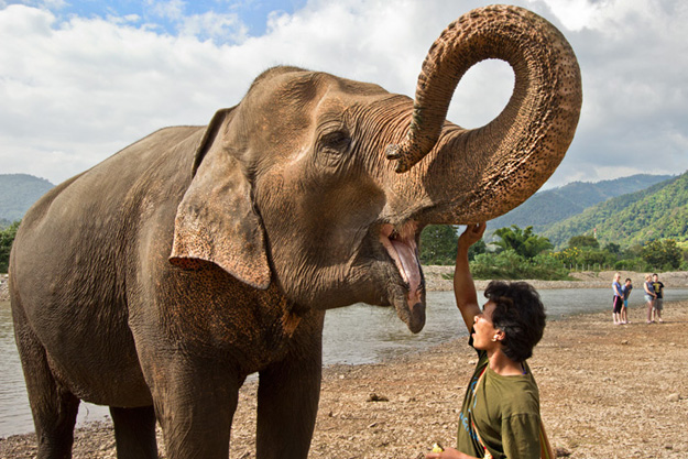 Even the elephants are celebrating the great news that we raised $7,500 to benefit Save Elephant Foundation and Elephant Nature Park!