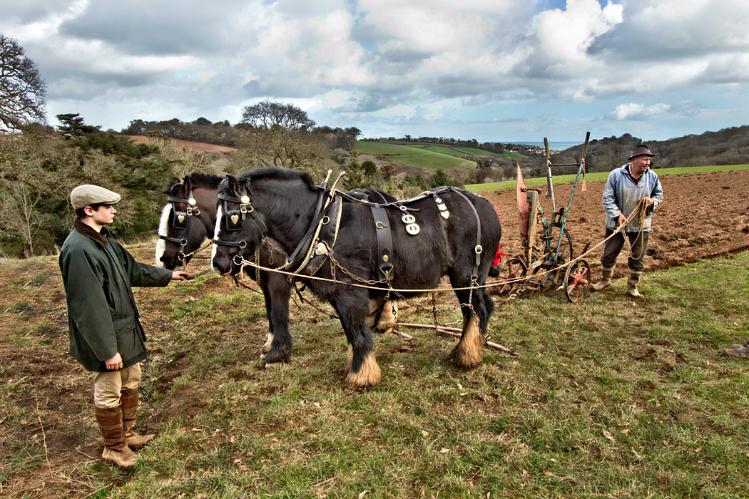 Horses plow fields in traditional manner at Lost Gardens of Heligan in Cornwall, England