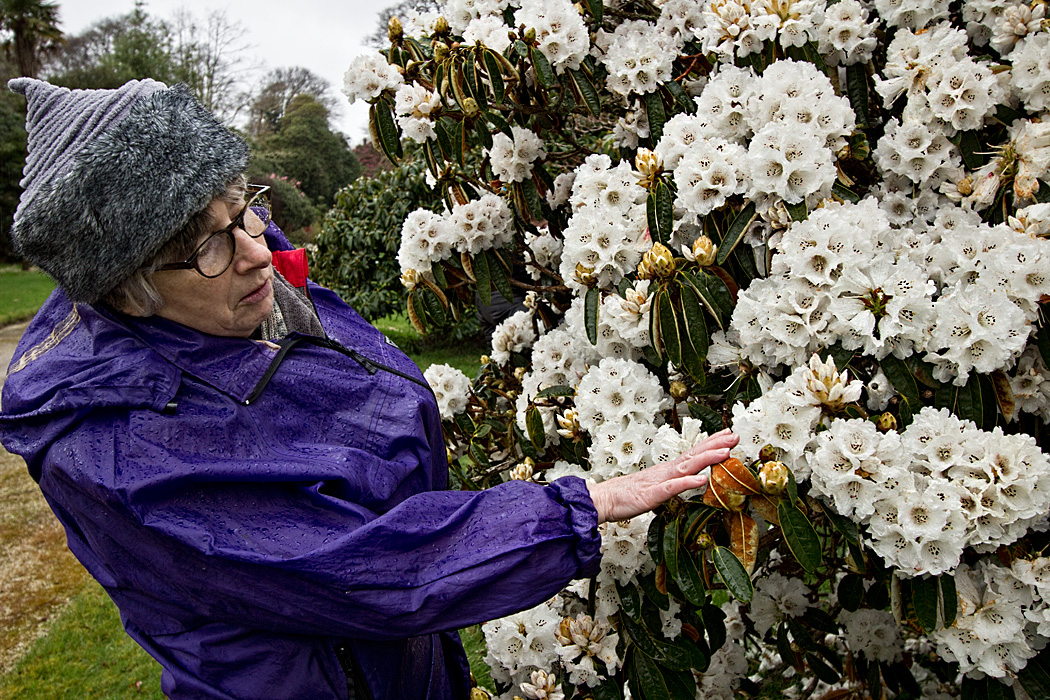 Guide explains history of white Rhododendrons at Tregothnan Historic Gardens in Cornwall, England
