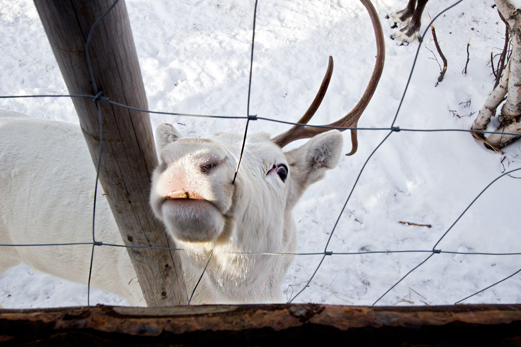 Rare white reindeer at the Snow Hotel in Kirkenes, Norway, begs for his nose to be scratched