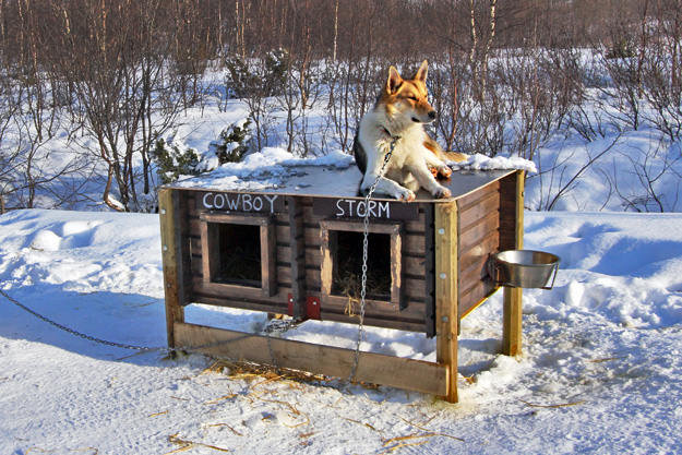 Husky rests on top of his dog house after a day of pulling pasengers through a frozen Norwegian landscape