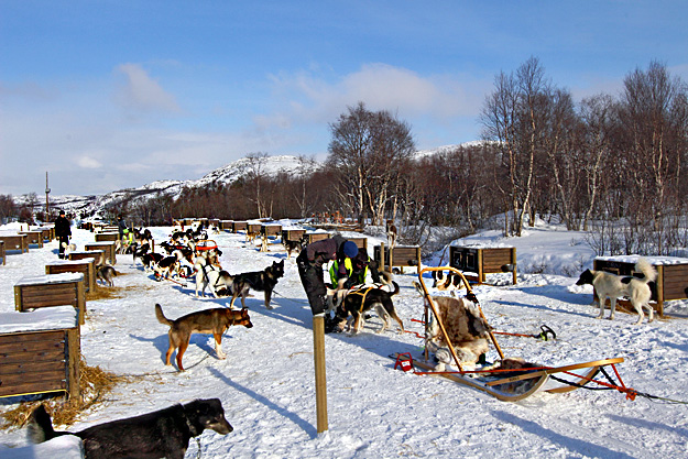 Dogs chomp at the bit to be hooked to a sled