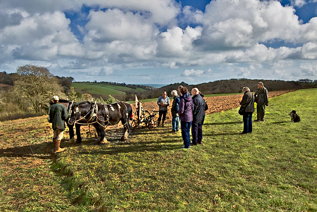 Heavy Horse plowing in the traditional manner prepares a field for planting of poppies at The Lost Gardens of Heligan
