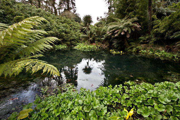 Tropical and semi-tropical plants and trees in "The Jungle" at The Lost Gardens of Heligan