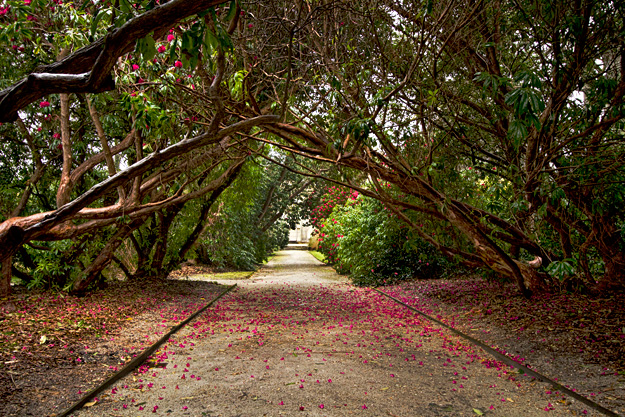 Rhododendron Tunnel at Tregothnan Historic Gardens