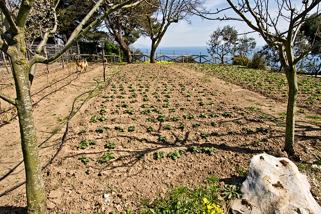 Gardens that supply the food at Fattoria Terranova