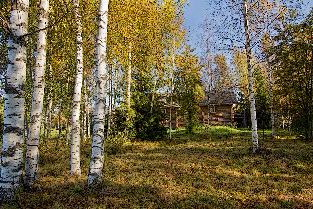 Birch Trees of Russia Mandrogy Island