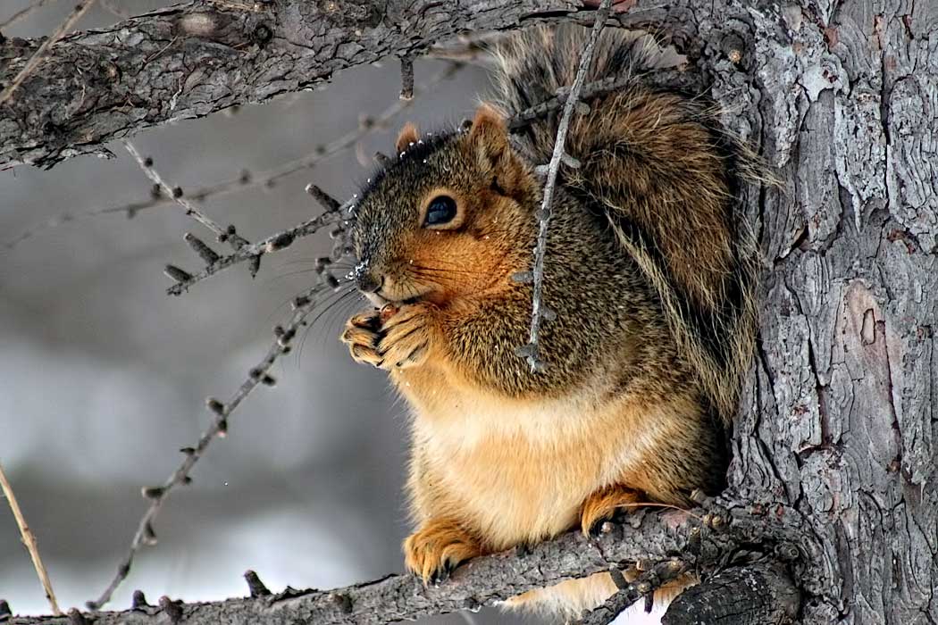 This photo of squirrel enjoying a winter snack was taken at Morton Arboretum, a public garden and outdoor museum with a library, herbarium, and program in tree research, located in Lisle, Illinois, a suburb of Chicago
