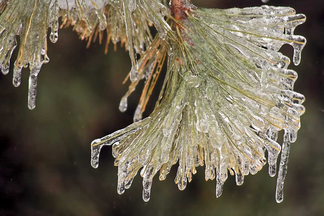 Ice coated pine tree - the beauty after a winter storm in Illinois