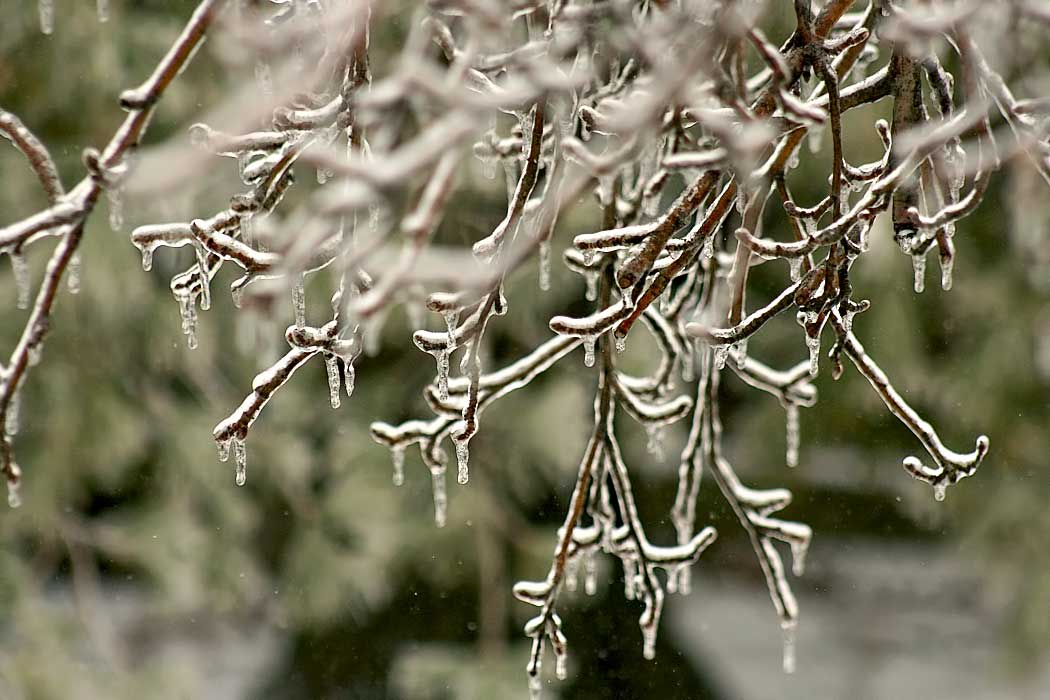 Naked trees are coated with ice and icicles after a winter ice storm in Wilmington, Illinois