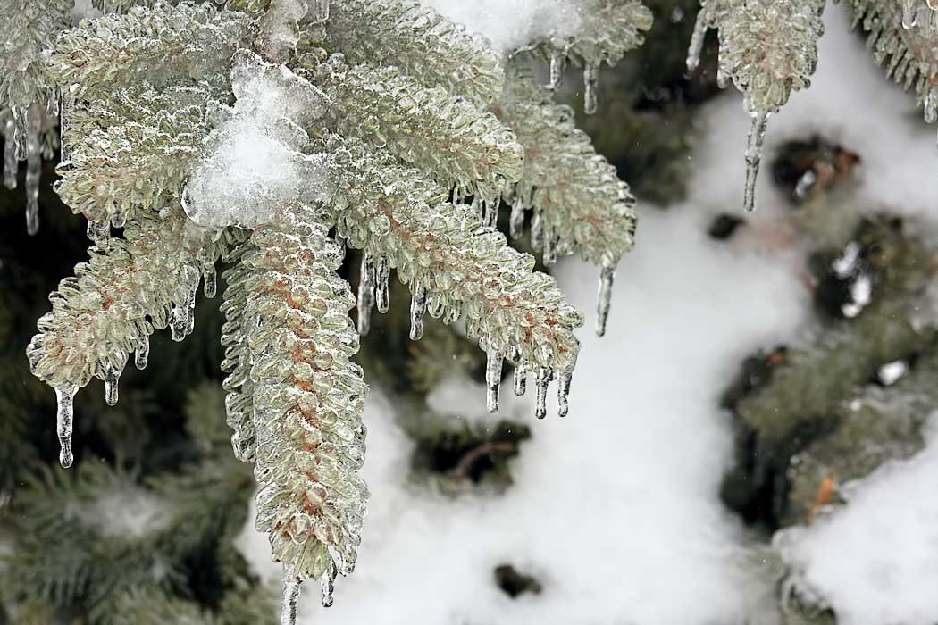 After a winter storm, ice coats branches of a tree in Wilmington, Illinois so thickly that they look like ice pine cones