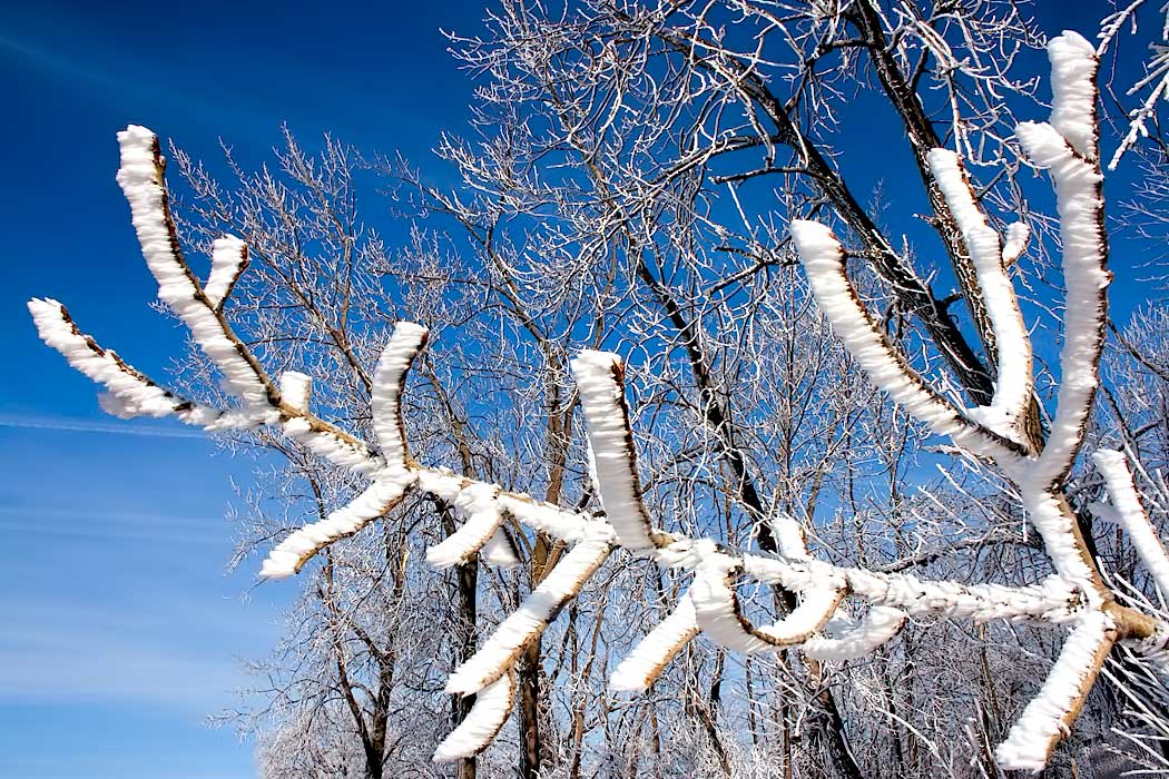 Brilliant blue sky provides gorgeous backdrop for frost-coated trees in Wilmington, Illinois