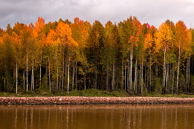 White Birch trees along the Volga-Baltic Waterway in Russia