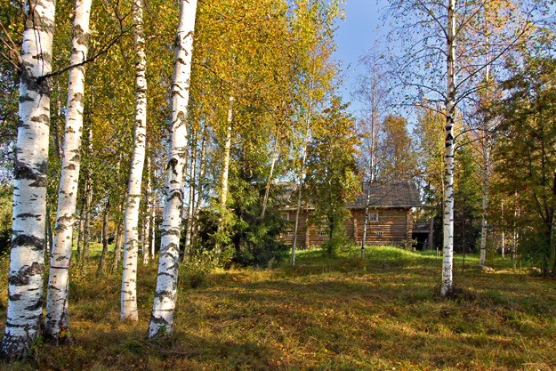 Birch trees sparkle in the sunshine on Mandrogy Island, Russia