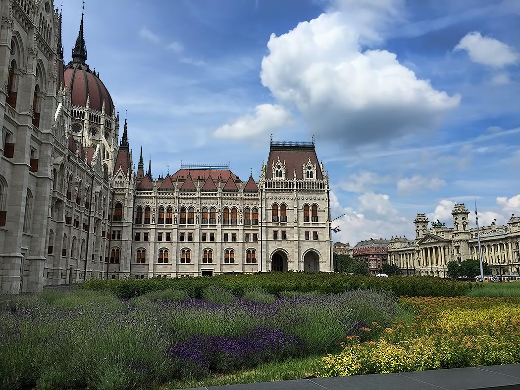 Lavender blooms in the gardens at the Hungarian Parliament in Budapest