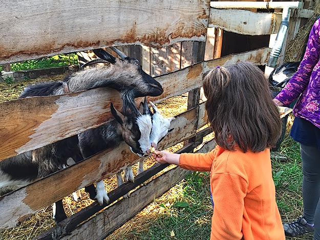 Kids play with the goats at Zsuzsa and Ambrus' house in Panyola. The couple has left city life in Budapest to pursue a more sustainable and relaxing existence in rural eastern Hungary.