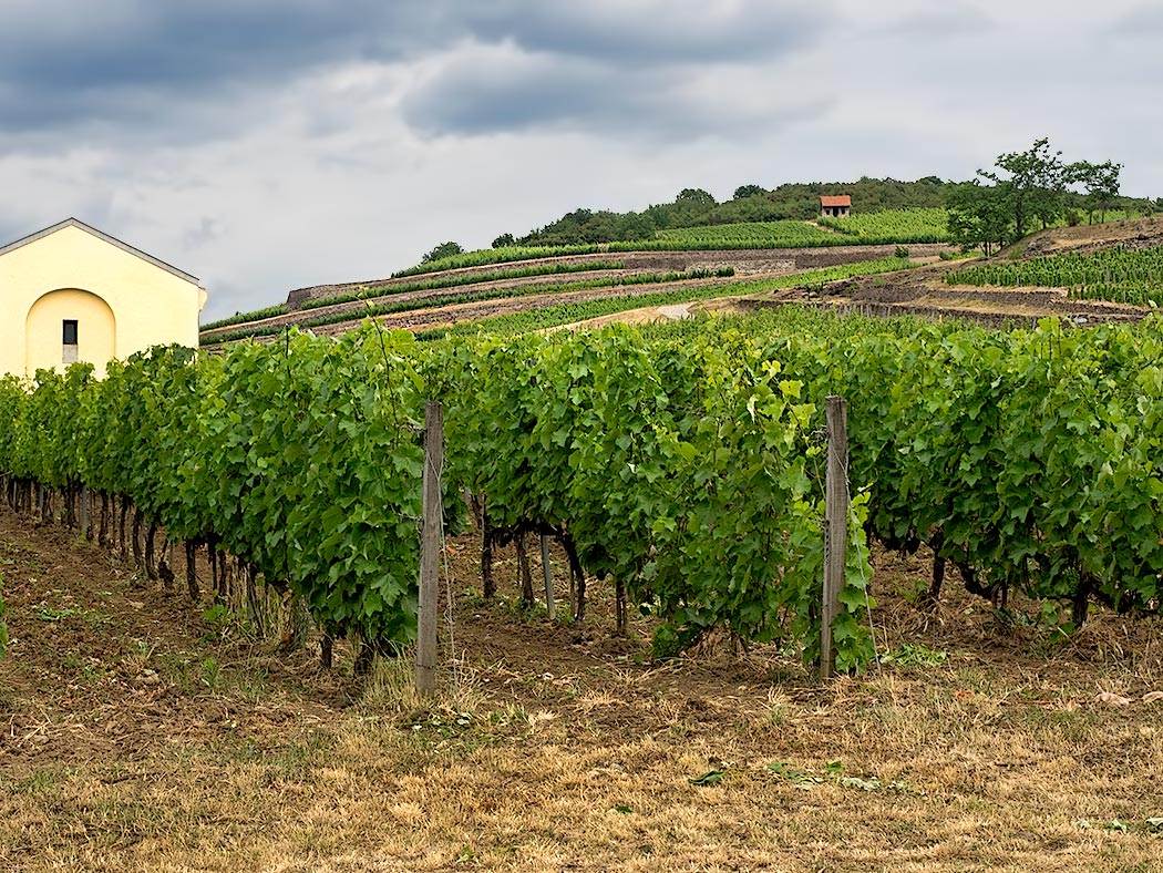 Vineyards cover the hillsides in the Tokaj Region of northern Hungary